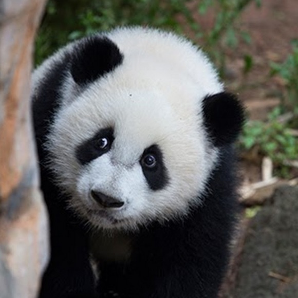 Meet your Posher, Hazel - Picture 1 of 1